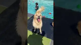 Dogs being funny for 2 minutes straight!!😂 - funny dog videos compilation