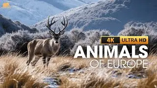 Animals of Europe 4K Ultra HD With Names & Calming Music