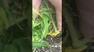 Growing marijuana. This is not for people under the age of 19.