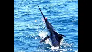 Fly Fishing for Marlin on Baja's Pacific Coast with Pursuit Anglers