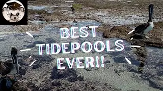 Critter ED TV The World's Best Tide Pools!