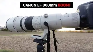 $13,000 mega lens | Canon 800mm f/5.6L IS USM | best wildlife lens