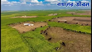 শাহজাদপুরের বিশাল বাথানে গরু নিয়ে বাথানীদের জীবন || Panorama Documentary