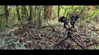 Field recording: South D'Aguilar National Park