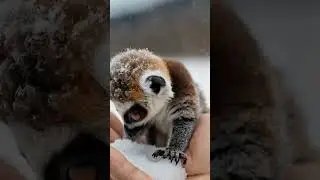 🐒Adorable Baby Lemur! Watch This Tiny Cutie Cling and Play💕🌟#lemur  #animallove #viralanimals # #ai