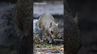 Why Squirrels Bury Nuts 🌰: The Secret Behind Their Survival Skills