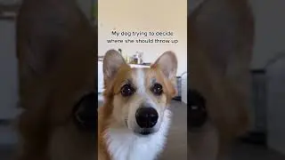 Where Should I Throw Up? | Tofu the Corgi | #shorts