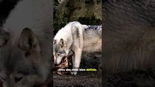Ces loups vont te surprendre en 45s! #animals #nature #pets #wildlife #explorepage #shortsvideo