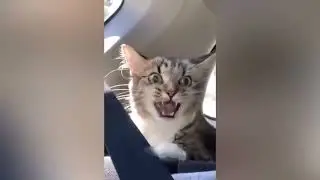 Funny Animal Videos 2023 😂   Funniest Cats And Dogs Video 😺😍