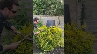 How Does He Do It?! Satisfying Bush Trim! #bush #hedge #gardening #lawncare #diy #garden #satisfying