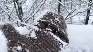 The Most Beautiful Forest in a Winter Wonderland in Ottawa, Ontario