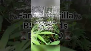 Dia 1-60 Timelapse indoor BSF Seeds📷 #cannabiscommunity420 #art #indoor #plants #fypage