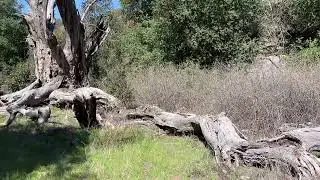 Morgan Trail