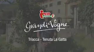 Sforzato di Valtellina DOCG o Sfursat | Vini Grandi Vigne Lombardia | Iper