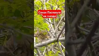 Сокол Пустельга на гнезде. Kestrel Falcon on the nest. #birds #птицы #falcon #kestrel #пустельга