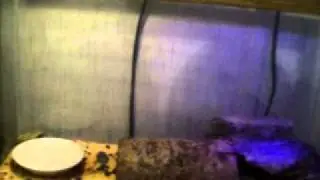 Leapord Gecko rex