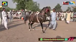 Parwaz Haji Qamar ll Hasrat Malik Ata ulrehman Mana ll Horse Dance ll Mela Pakrah Sultan jhang 2021
