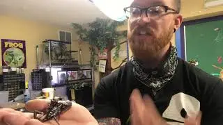 Animal facts about emperor scorpions