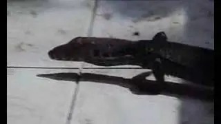 Our fellow from Borneo Lizard Close up