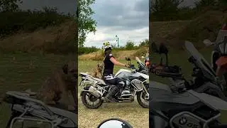 Ever seen a dog ride a BMW GS? #gs #funnydogs #advbike