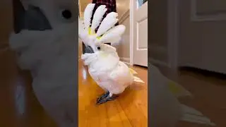 Parrot Music Concert Begins: A Unique Avian Performance