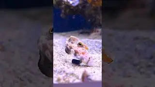 SUPER CUTE twinspot goby #aquarium #marineaquarium #reeftank #saltwateraquarium #reefaquarium