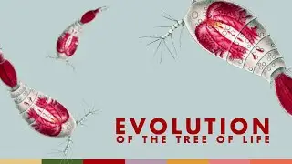 Evolution of the Tree of Life