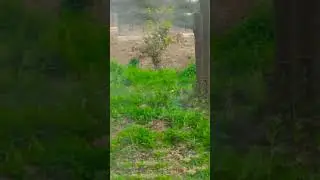 @#Lion#safari#calm#down#song#enjoy#moments# subscribe