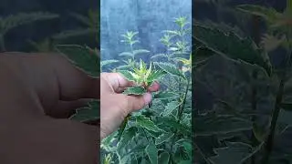 Кариоптерис - один из лучших кустарников для юга.