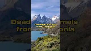 Deadliest animals from Patagonia #shorts #deadly #animals #patagonia #southamerica