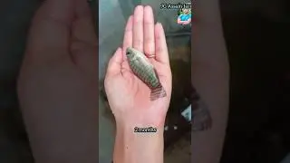 Tilapia fish life cycle / tilapia fish farming / farm and fish /how to make money by farming tilapia