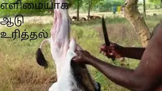 எளிமையாக ஆடு உரித்து | Full Goat Skin | Meat Cutting Skill | How to Remove Goat Skin | Goat Cleaning
