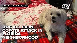Florida family mourns beloved dog after deadly coyote attack