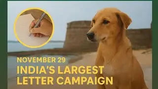 Delhi's Street Dogs Need Your Help 😔🙏 !! 