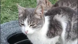 New the best cat videos that are interesting and much loved, kittens videos😻