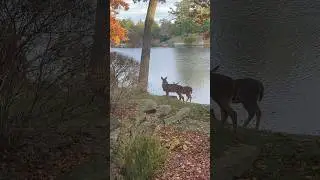 Suburban deer!! #deerhunt #deerhunting #wildlife #hunting