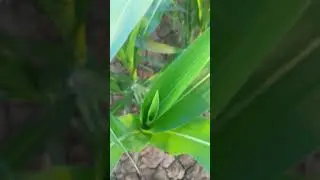 maize plant | makai nu khetar | what a beautiful farm 🚜 | viral video