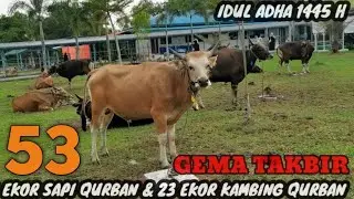 Gema takbir idul adha 1445H 53 ekor sapi  qurban & 23 ekor kambing qurban | idul adha 1445H