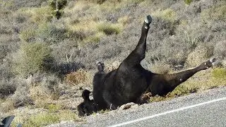 Animal Facts Part 1: The Blowhole, Cow Tipping and Much More (BrainFood Show)