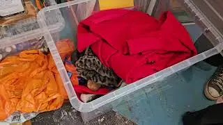 Strawberry Cake Costume Storage