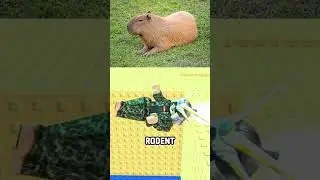 The Montauk Monster #shorts #mystery #usa #newyork #theory #montauk #roblox