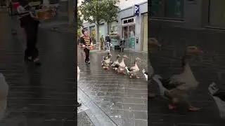 Goose Parade In The Netherlands