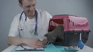 Special Needs Cat Boarding: An Owner's Guide to Safe Care