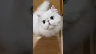 Persia Flatnose memang menggemaskan #kucing #kucinglucu