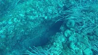 8Kg Cernia Bruna pesca in apnea.