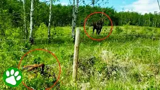 Moose Calf Trapped in Barbed Wire😱 Brave Strangers Risk Everything as Mom Watches ❤️