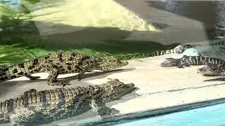 Baby gators