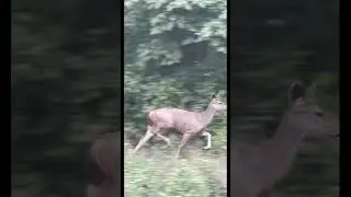 ￼ Tiger attack Sambar deer￼