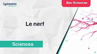 Bac Sciences | SVT | Le nerf