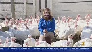 A Look At How A Turkey Farm Is Faring With Pandemic Changing Thanksgiving
